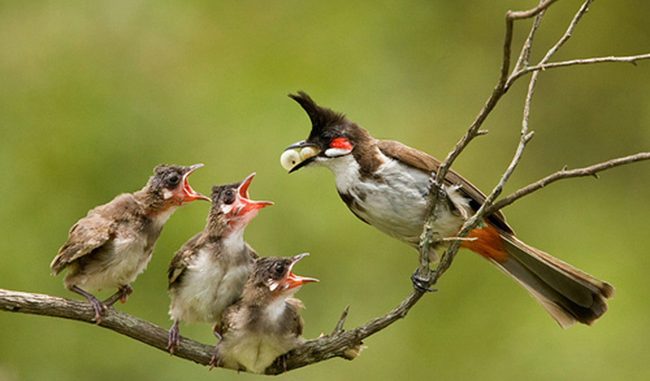 Cách Nuôi Chào Mào Non Mới Nở Giúp Phát Triển Tốt Nhất