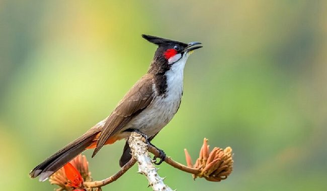 Chú tâm đến lồng của chim chào mào