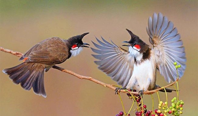 Nên hay không khi dùng tiếng hót chào mào mái để kích trống