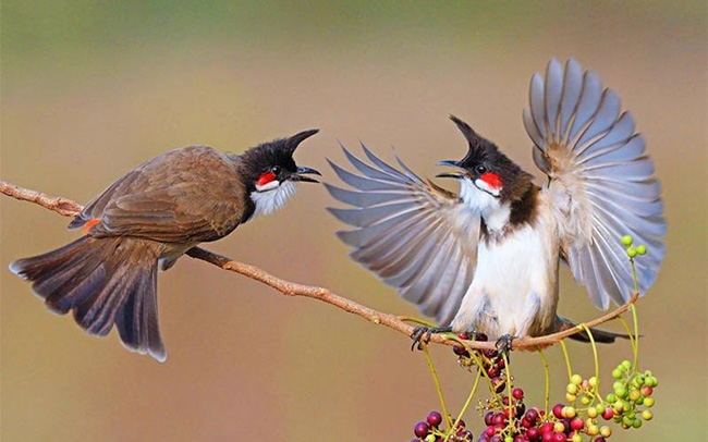 Nên hay không khi dùng tiếng hót chào mào mái để kích trống