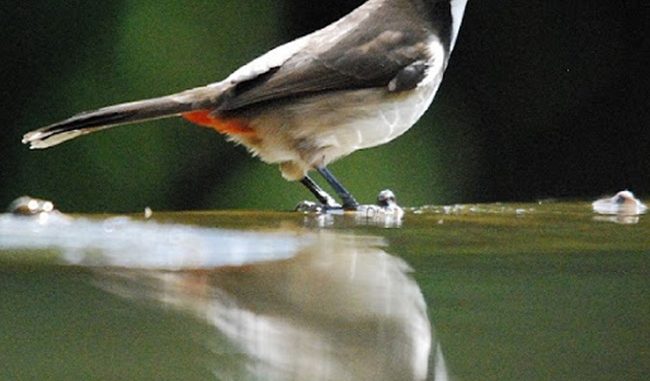 Chào Mào Thay Lông Không Hót Thì Làm Thế Nào