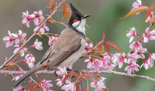 Giải Đáp Chào Mào Làm Tổ Bao Lâu Thì Đẻ? Nguyên Liệu Xây Tổ?