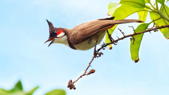 Chim chào mào bị ho gió là gì?