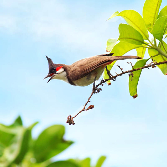 Chim chào mào bị ho gió là gì?