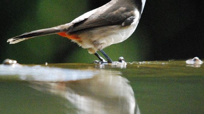 Chào mào trống có bao nhiêu lông đuôi